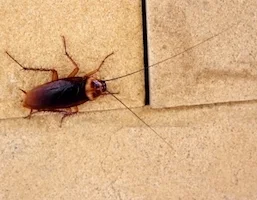 Cockroaches, reference photo 1