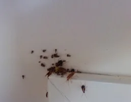 Cockroaches, reference photo 2