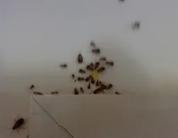 Cockroaches, reference photo 3