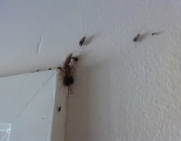 Cockroaches, reference photo 4