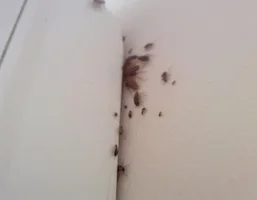 Cockroaches, reference photo 5