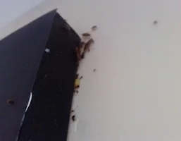 Cockroaches, reference photo 6