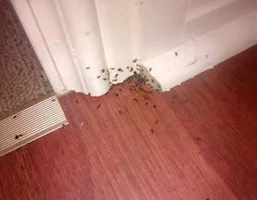 Cockroaches, reference photo 7