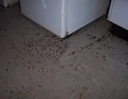 Cockroaches, reference photo 8