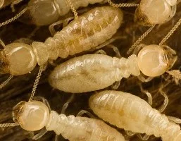 Termites