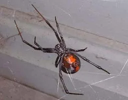 Redback spider