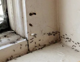 Ants