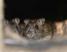 Rats