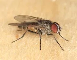 Flies
