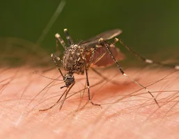 Mosquitoes