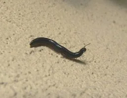 Millipedes