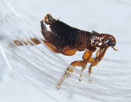 Fleas