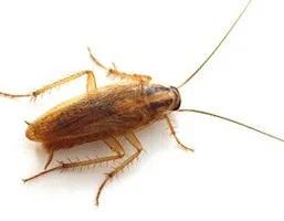 Cockroaches