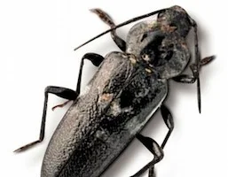 European house borer