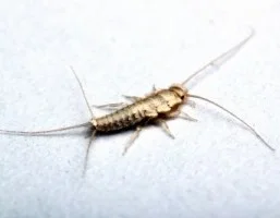 Silverfish