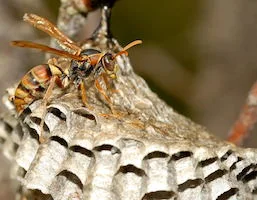 Wasps