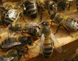 Bees