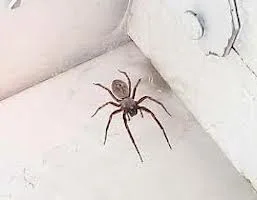 Spiders