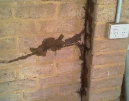 Termites, reference photo 2