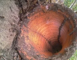 Termites, reference photo 3
