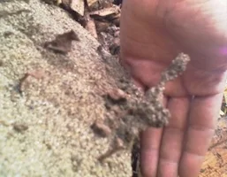 Termites, reference photo 4