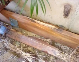 Termites, reference photo 5
