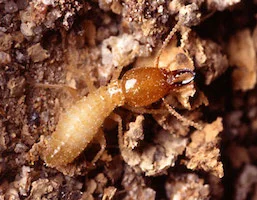 Termites, reference photo 7