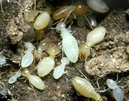 Termites, reference photo 8